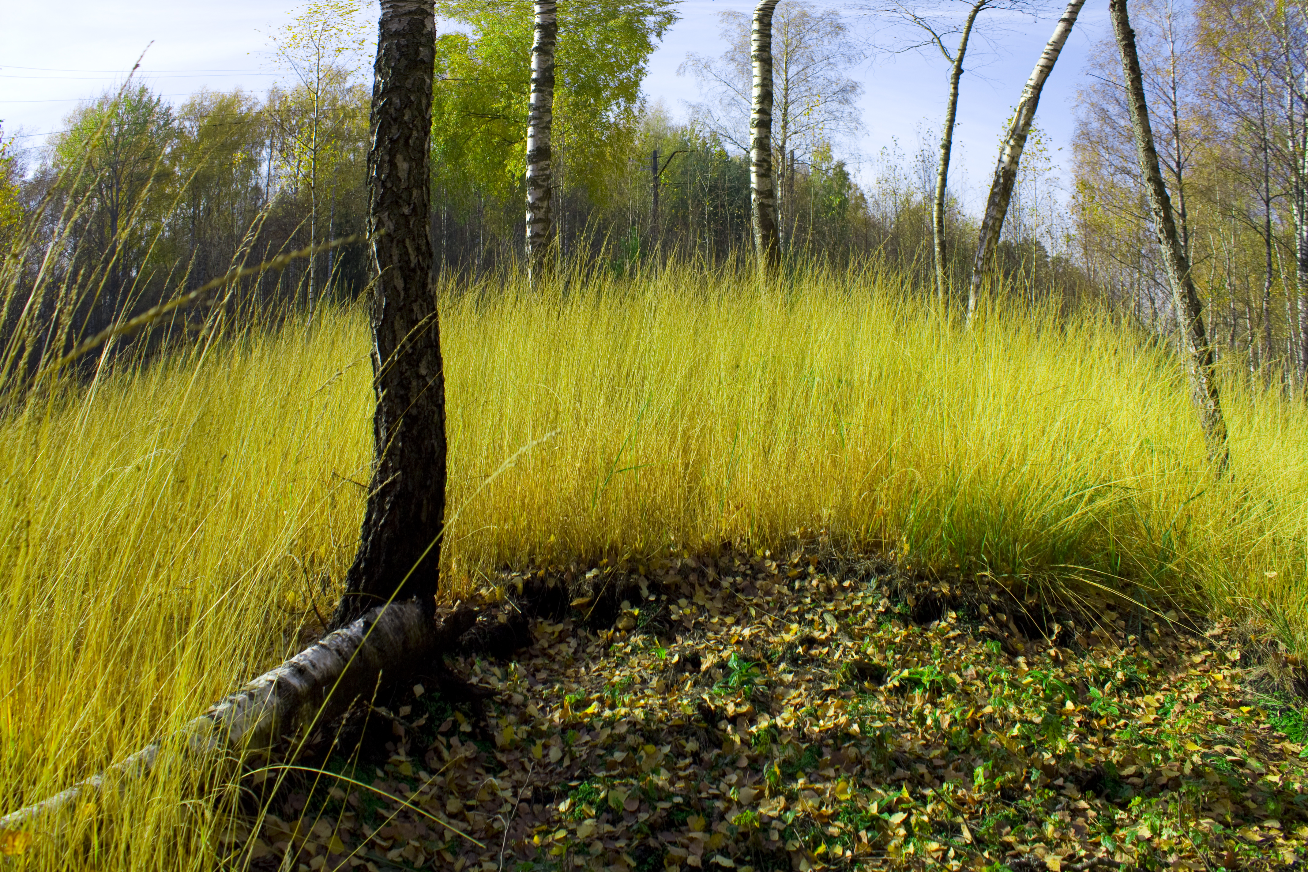 Latvijas fotogrāfijas muzejā «Zaļš prieks mums iekšā sēž»
