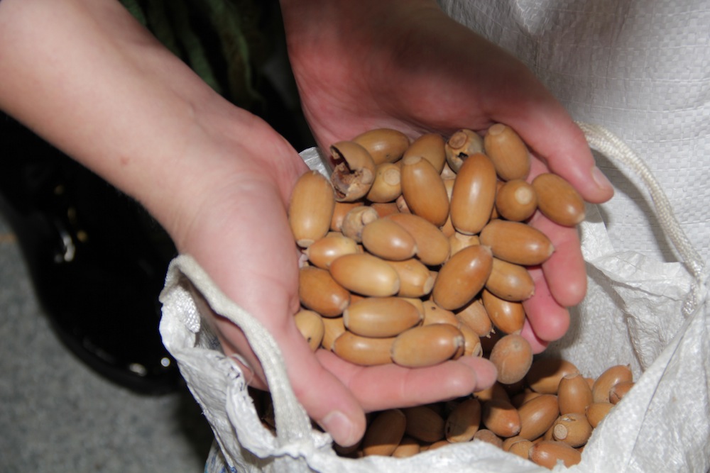 Līgatnes dabas taku iemītniekiem savākti 4800 kg zīļu