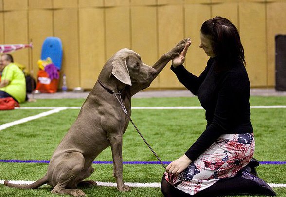 Muzeju naktī Liepājā – medību suņu parāde un trofejas