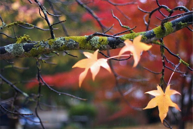 Nākošās nedēļas otrajā pusē laikapstākļi mainīsies