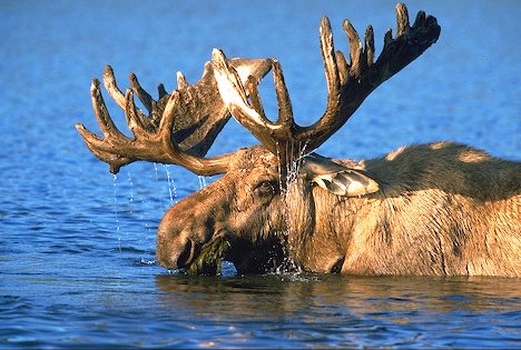 Glābēji no Ventas palīdz izkļūt alnim; Sērenē no remontbedres izceļ govi