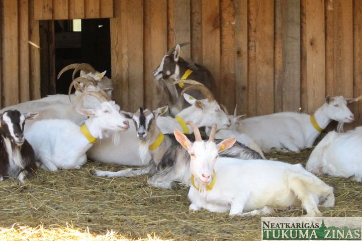 Ozolnieku novada «Līči» – Latviskais kultūras mantojums tūrismā