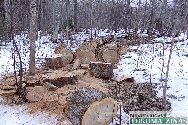 Par koku zāģēšanu un ciršanu jāziņo policijai