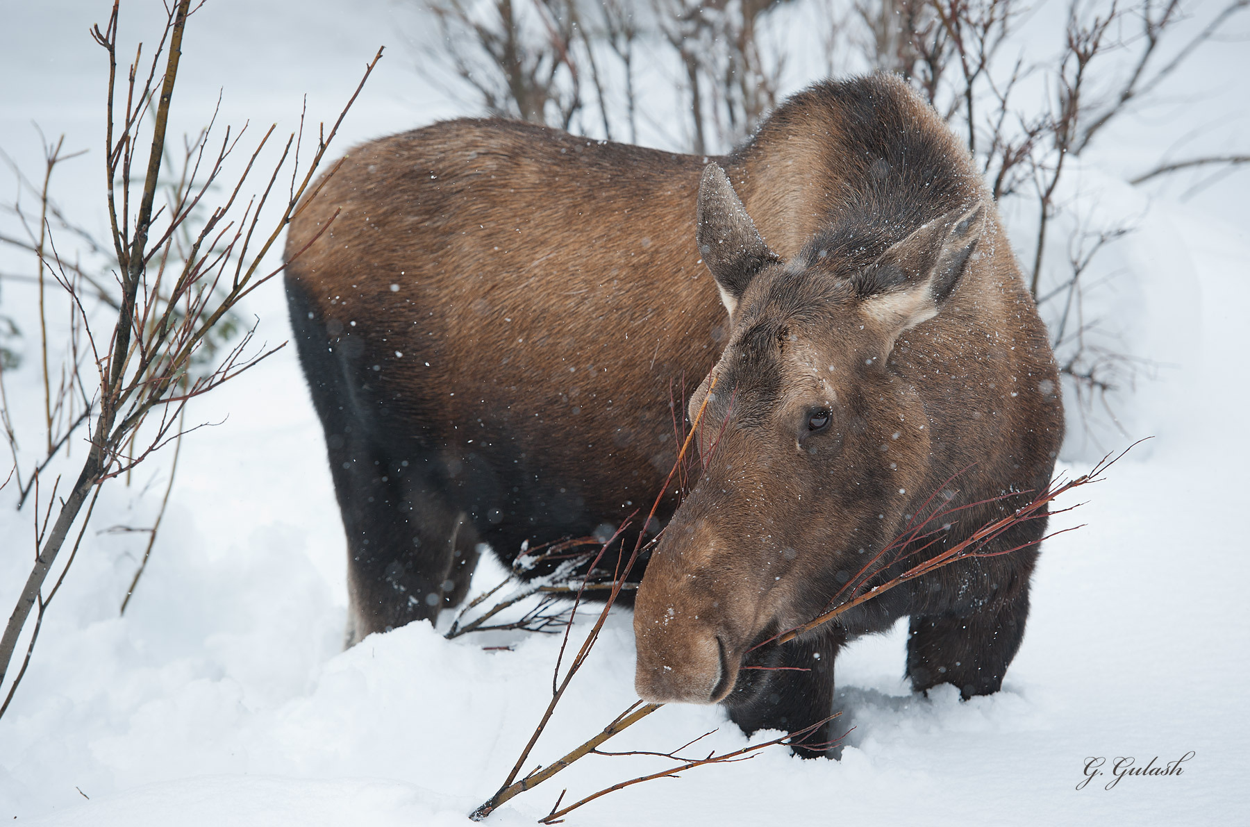 Pastiprinoties salam, aicina barot meža dzīvniekus