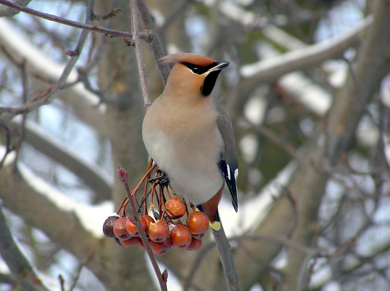 Piedalies fotokonkursā «Mans putns 2013»