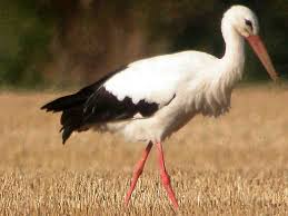 Pirmajās 10 dienās stārķus tiešraidē vērojuši teju 5000 interesentu