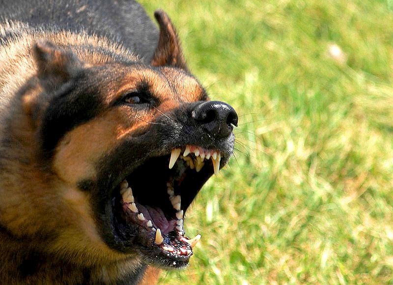 Viesatās suns sakož sievieti