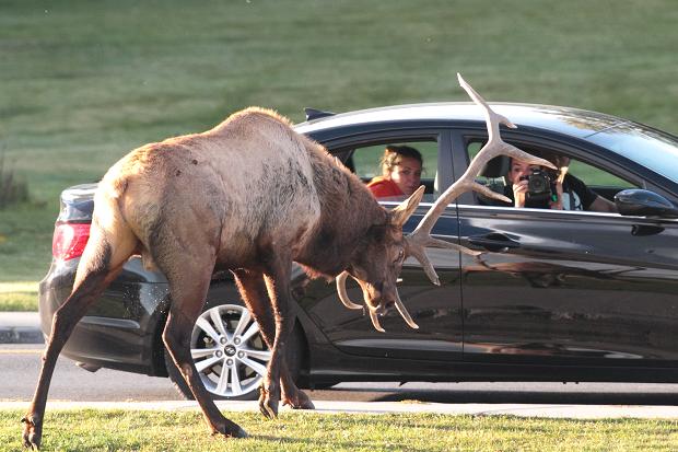 Rekords Latvijā – sadursmē ar dzīvnieku autovadītājam izmaksāts 11 561 lats!