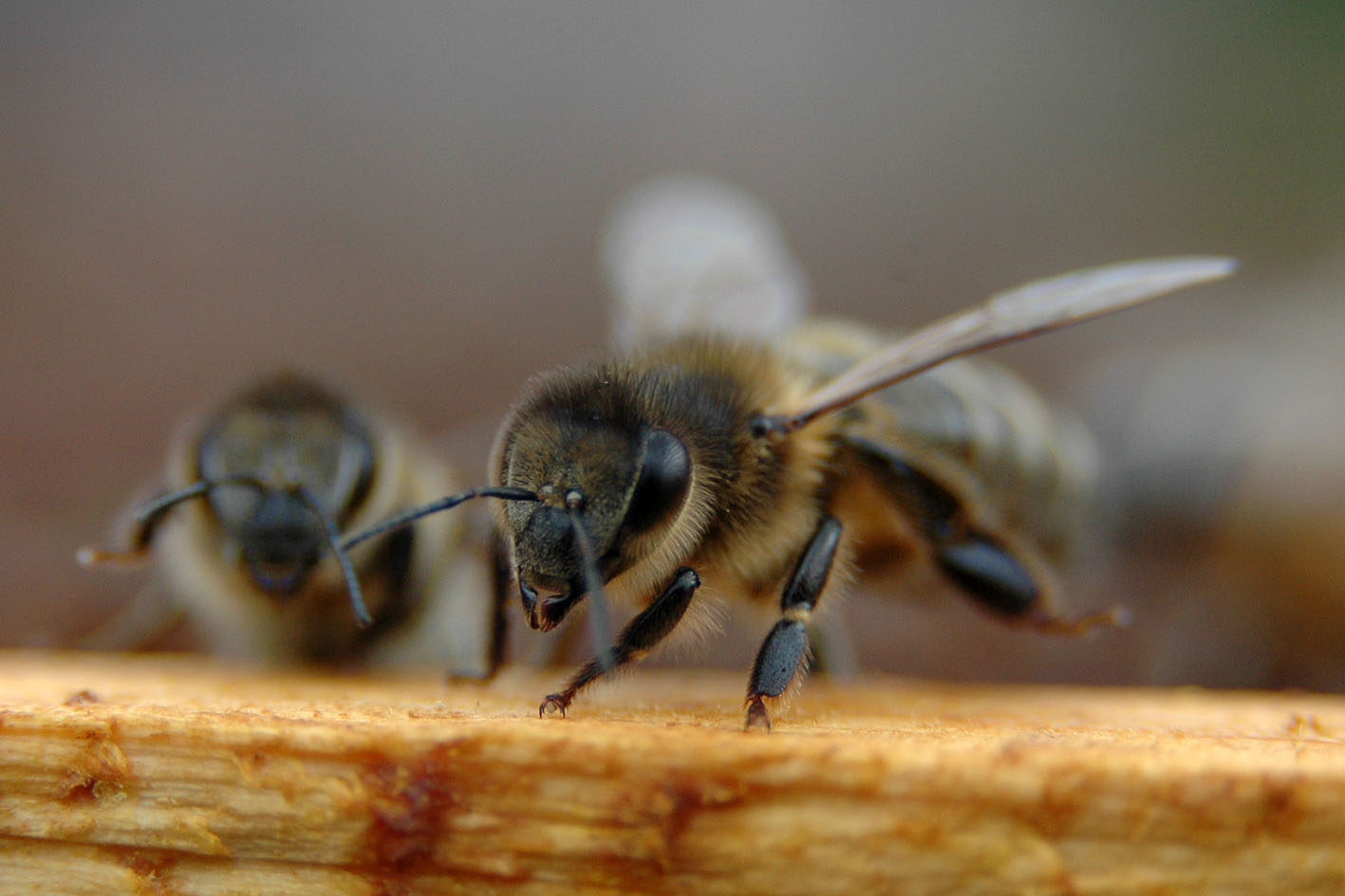 Rīgas Zoodārzā pirmo reizi notiks kameņu dienas