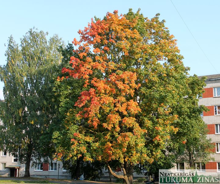 Rudens vēstneses – kļavas