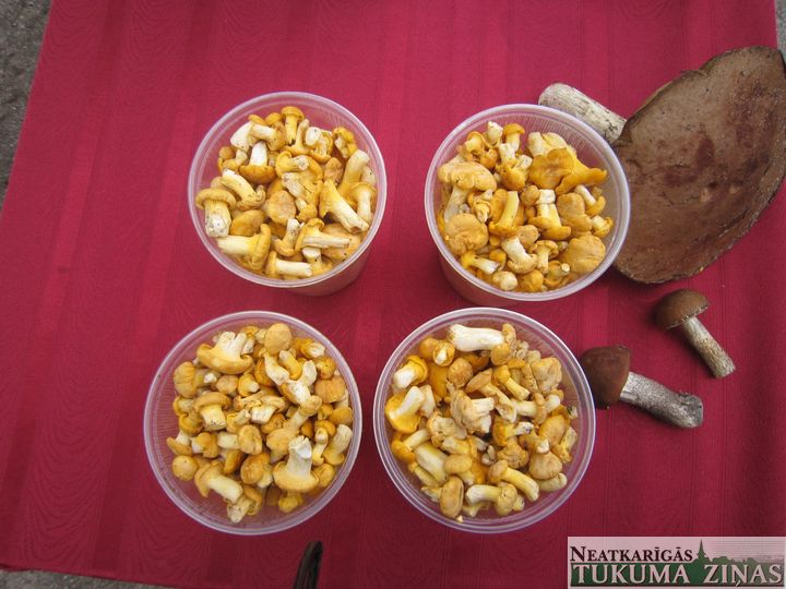 Sākušas augt Jāņu beciņas