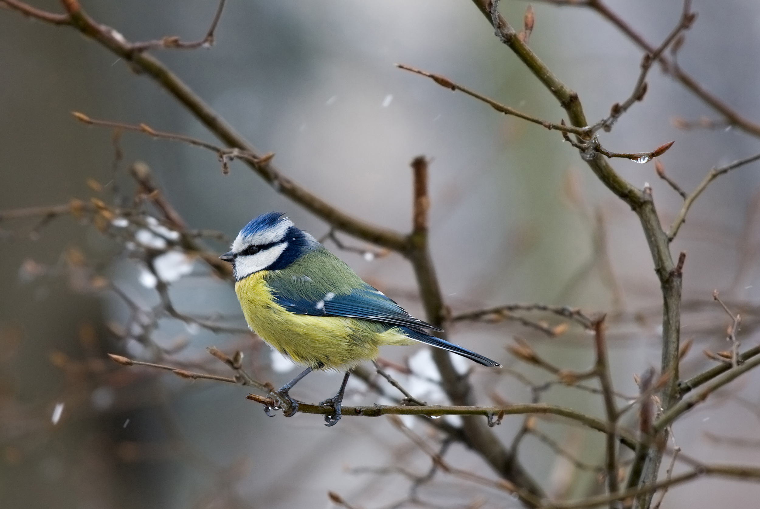 Salā cilvēki vairāk rūpējas par siltumu mājās un izsalkušajiem putniem