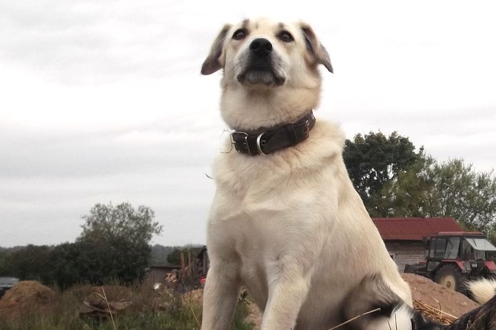 Slampē kaimiņš kaimiņam nošauj suni