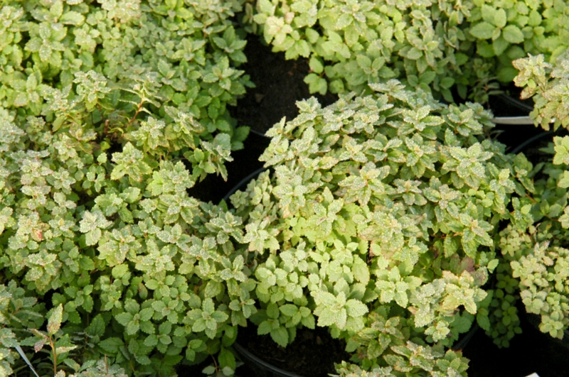 Spirejas – sniega kupena dārzā pašā pavasara plaukumā