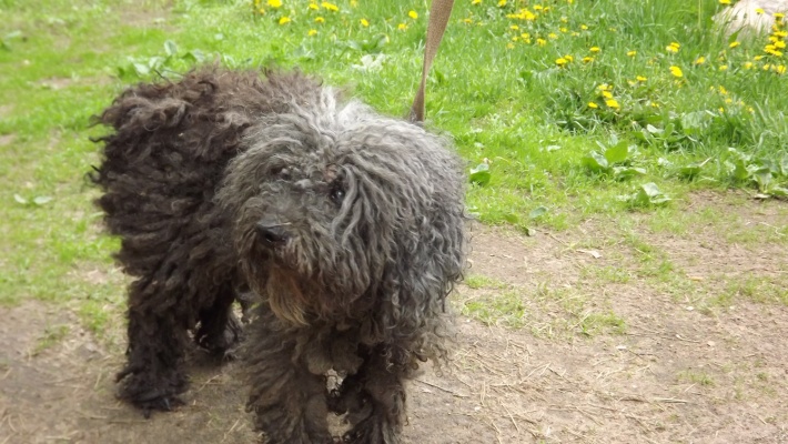 Uz Vecmoku ceļa notriekts suns