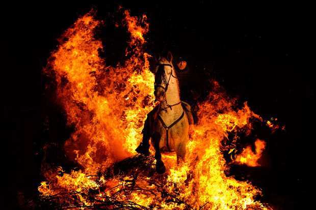 Svētku brīvdienās ugunsdzēsēji izglābj zirgu, govi, teļus, kazas, cūkas un vistas