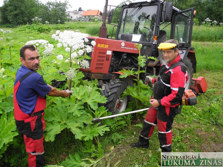Tiek pļauti latvāņi