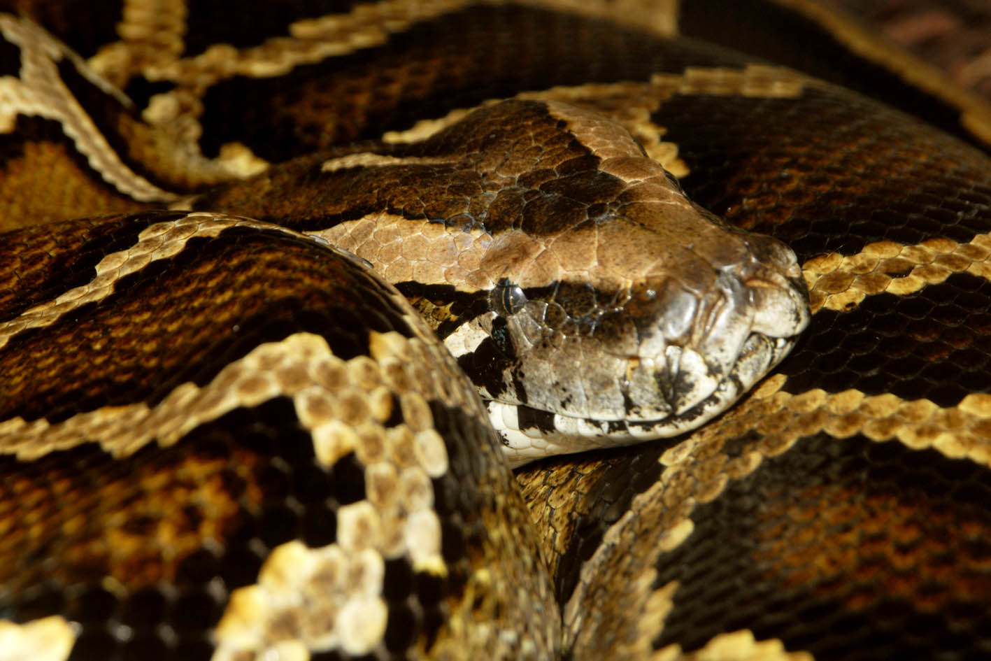 Tropu mēnesis Rīgas ZOO – veltīts čūskām