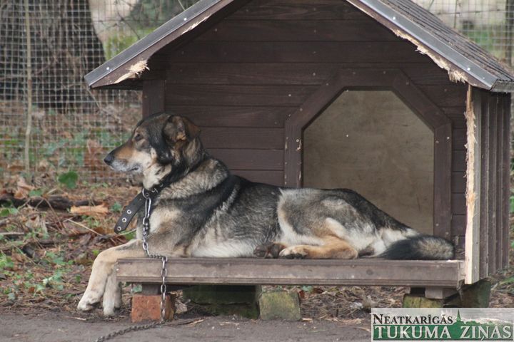 Tukuma dzīvnieku patversme janvārī