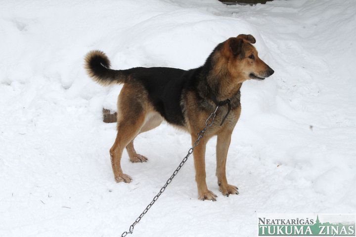 Sala laikā neaizmirstiet par dzīvniekiem!
