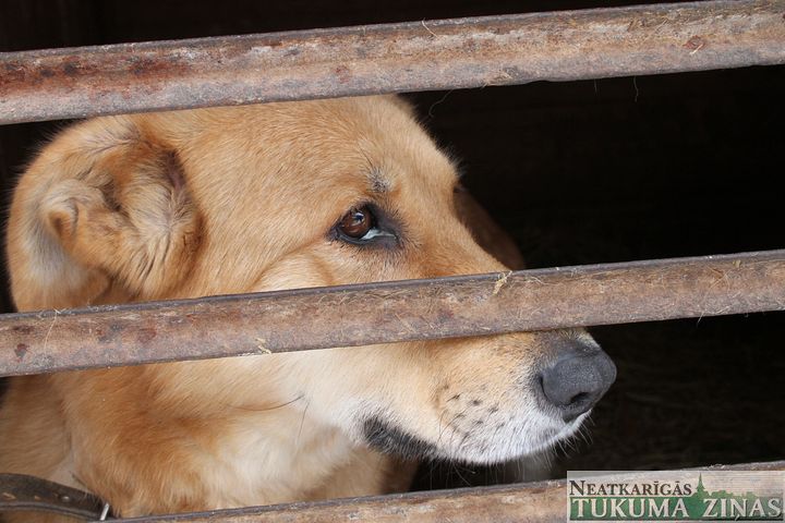 Kandavas ziedu salonā «Linda» saziedoti 130 lati Tukuma dzīvnieku patversmei