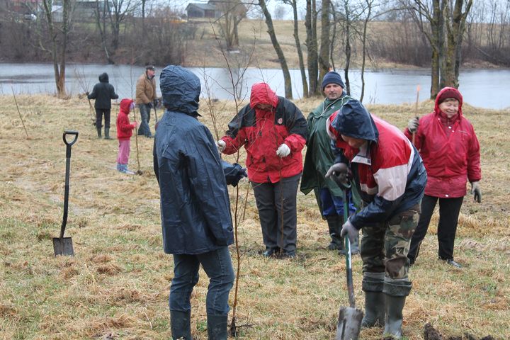 Viesatnieki talkā iestāda 150 bērzu