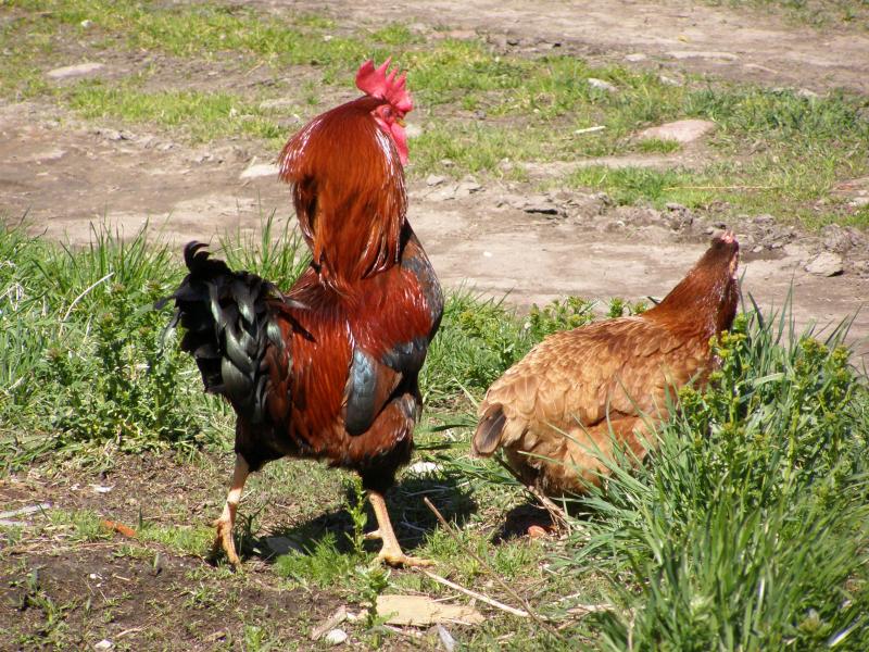 Vistu vakcinēšanai pret salmonelozi varēs lietot arī inaktivēto vakcīnu