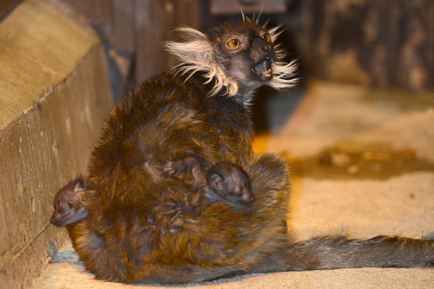 Ziemas naktis zoodārzā vēl līdz 27. janvārim /FOTO/