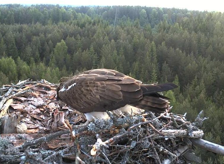 Zivjērgļu ligzdā – mazuļi